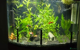 Live Bearers fish for sale: Tropical fish for sale 6 for £10 in Prescot - Image 25