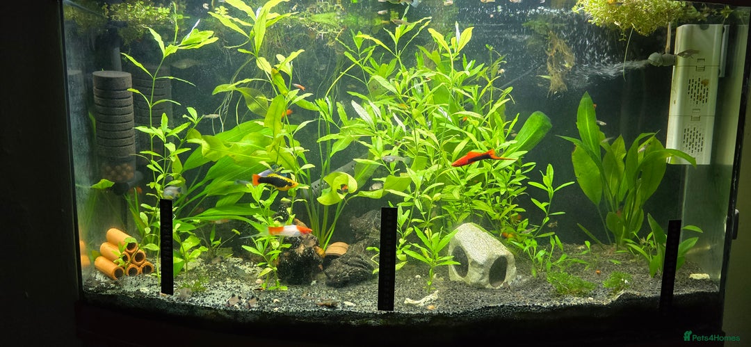 Live Bearers fish for sale: Tropical fish for sale 6 for £10 in Prescot - Image 25