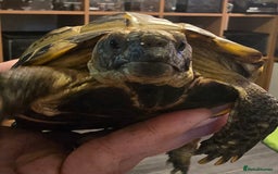 Tortoise reptiles for sale: 1x Horsefield Male Tortoise - Image 3