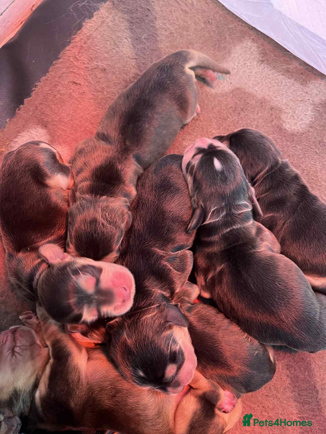 Cocker Spaniel dogs for sale: Show cocker spaniels - Advert 4