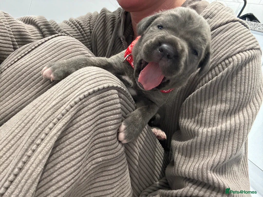 Cane Corso dogs for sale: Cane Corso Puppies 🐶  - Advert 21