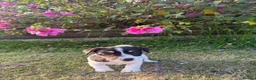 Jack Russell dogs for sale: The cutest girl puppies  - Advert 6