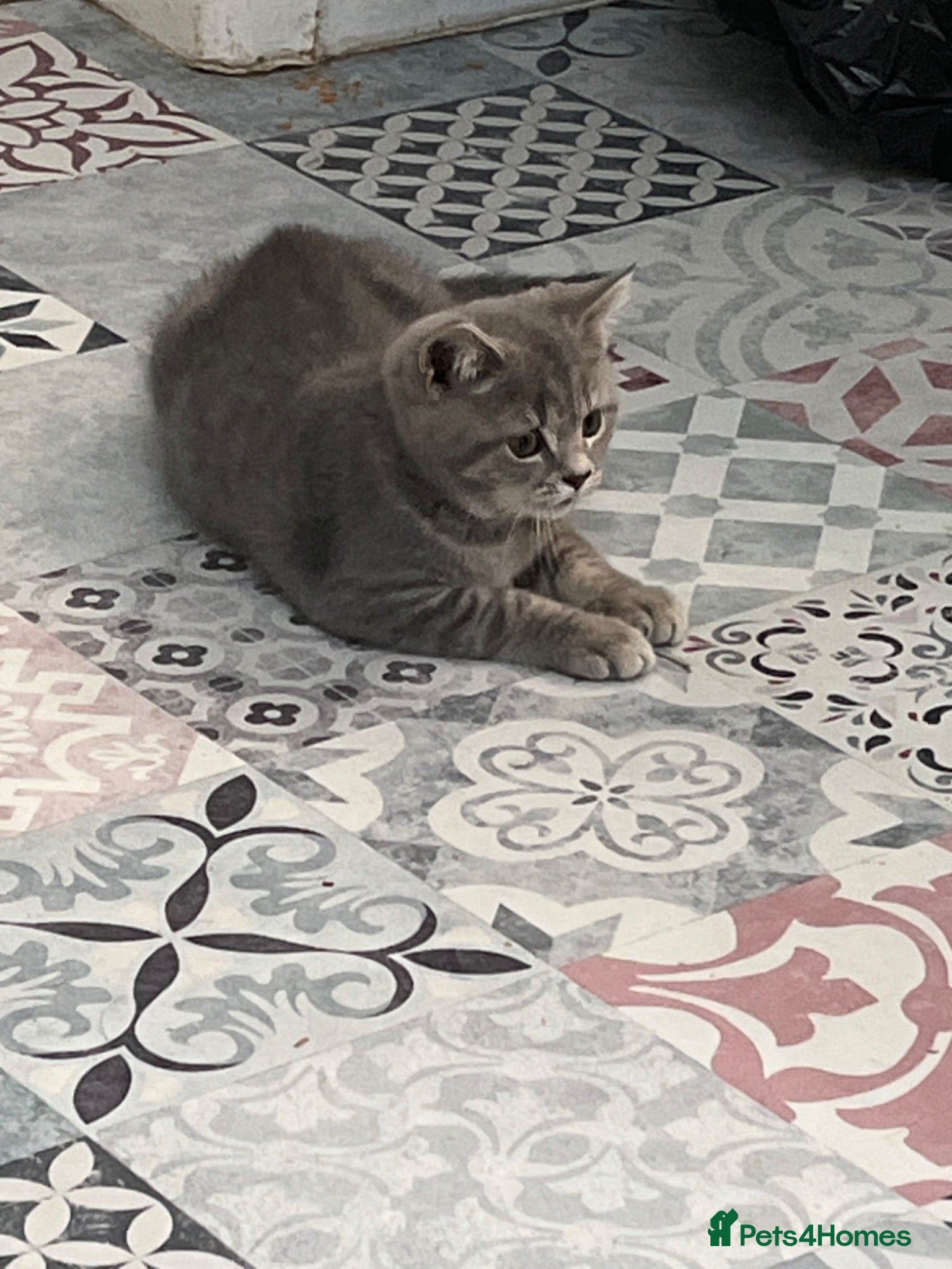British Shorthair cats Gorgeous pure British shorthaired kittens - Advert 2