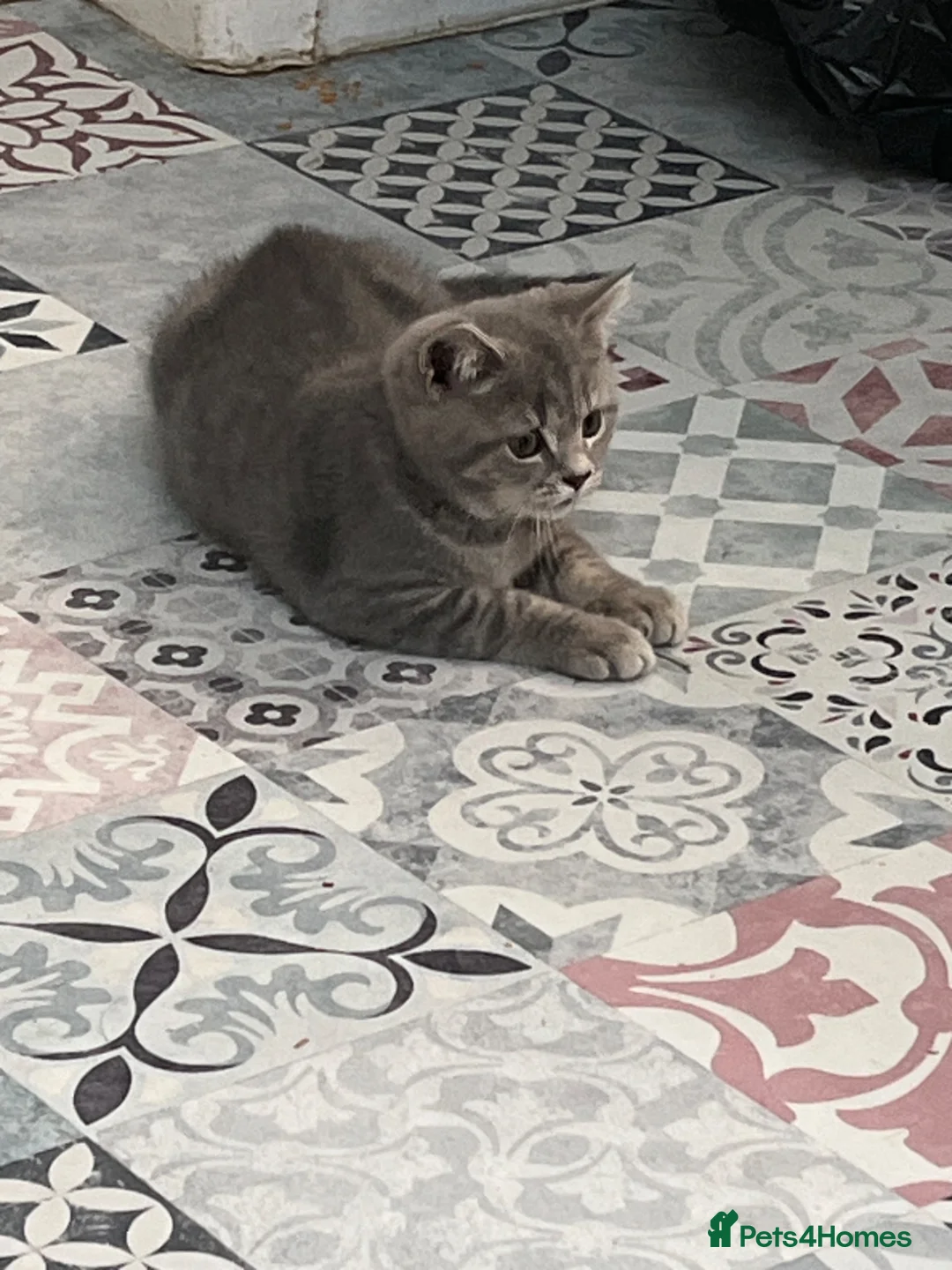 British Shorthair cats for sale: Gorgeous pure British shorthaired kittens - Advert 2
