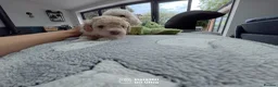 Cavapoo dogs for sale: Cavapoo Puppies – 3 Girls & 1 Boy for Loving Homes - Advert 11
