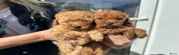 Toy Poodle dogs for sale: Stunning Kc Red Toy Poodles in Hove - Advert 16