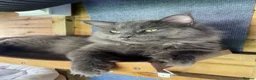 Maine Coon cats for sale: 6 month old grey Maine coon  - Advert 9