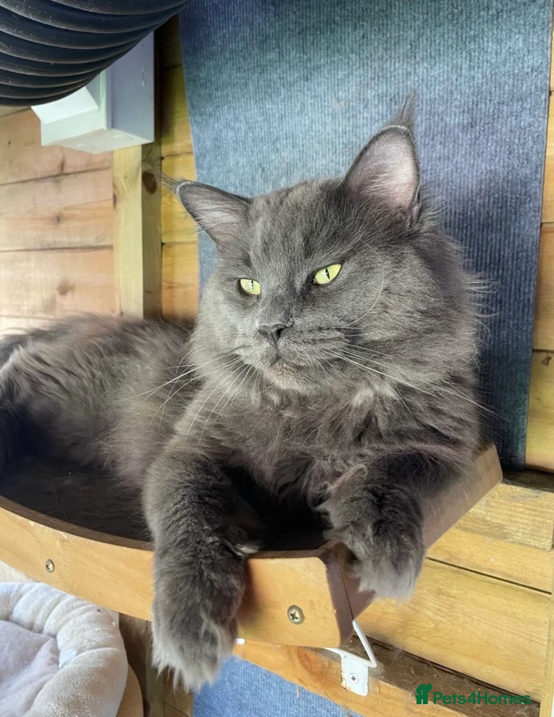 Maine Coon cats for sale: 6 month old grey Maine coon  - Advert 9