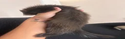 Ferret rodents for sale: FullangoraHob/1semiAngoraJill silver/2sableFullJil - Advert 10
