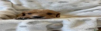 Cockapoo 6