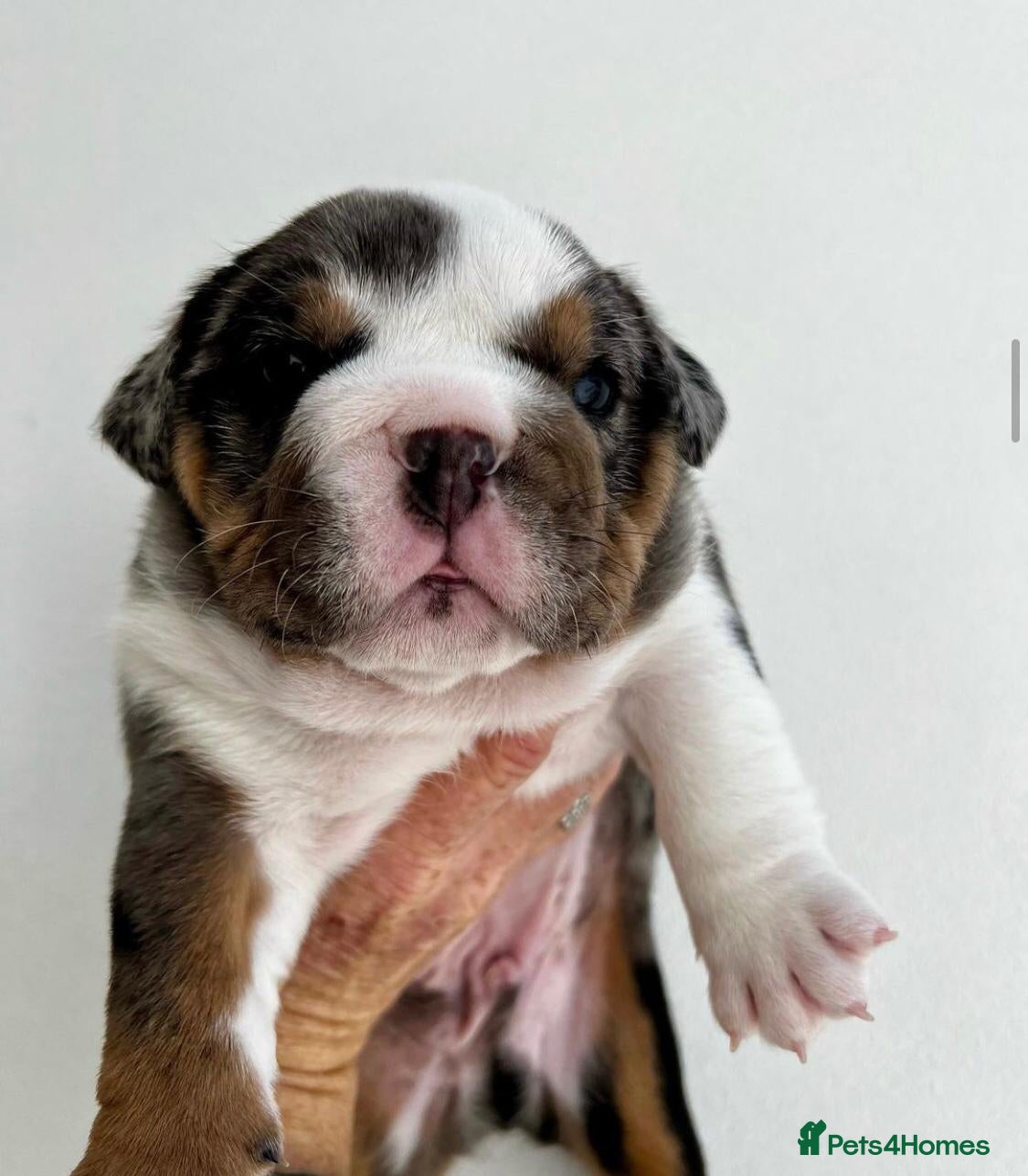 English Bulldog dogs Beautiful English bulldog puppies  in Cardiff - Advert 17