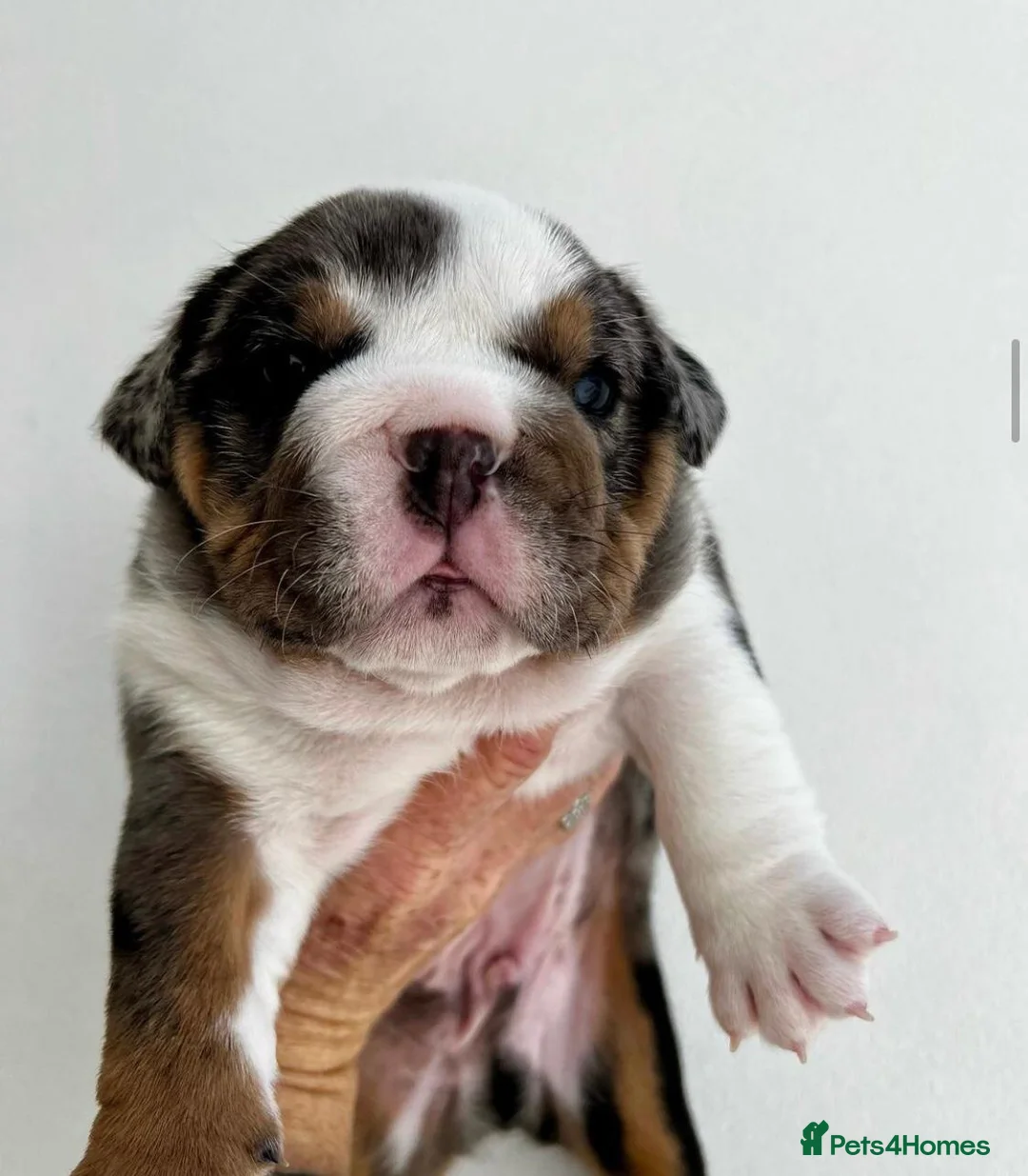 English Bulldog dogs for sale: Beautiful English bulldog puppies  in Cardiff - Advert 1