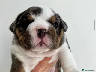 English Bulldog dogs Beautiful English bulldog puppies in Cardiff - Advert 17