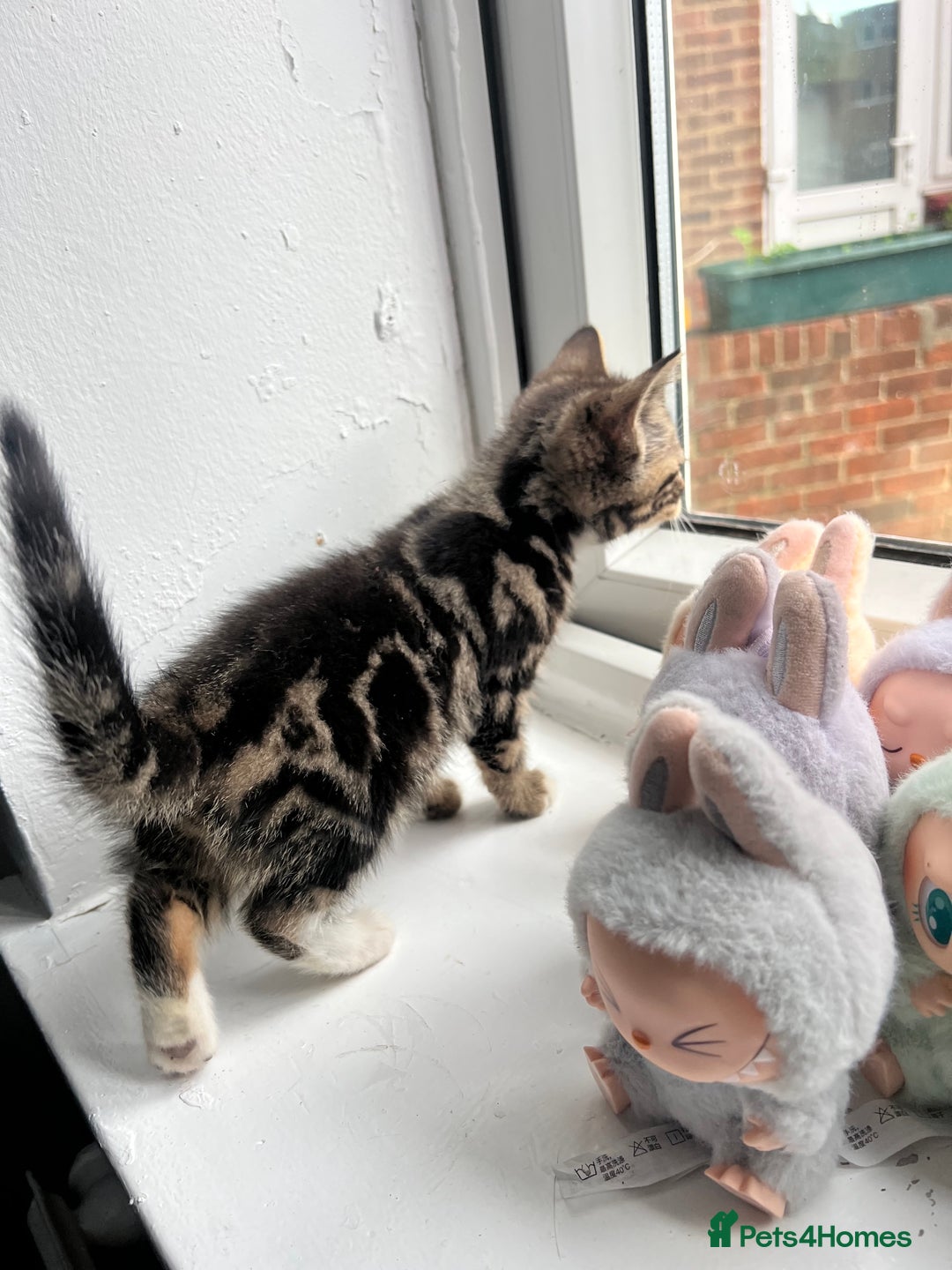 British Shorthair cats for sale: 2 Kittens Left - Image 10