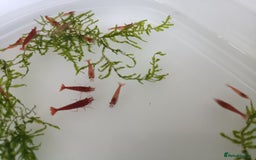 Shrimps fish for sale: Red Cherry Shrimp for sale!! 🦐 - Image 5