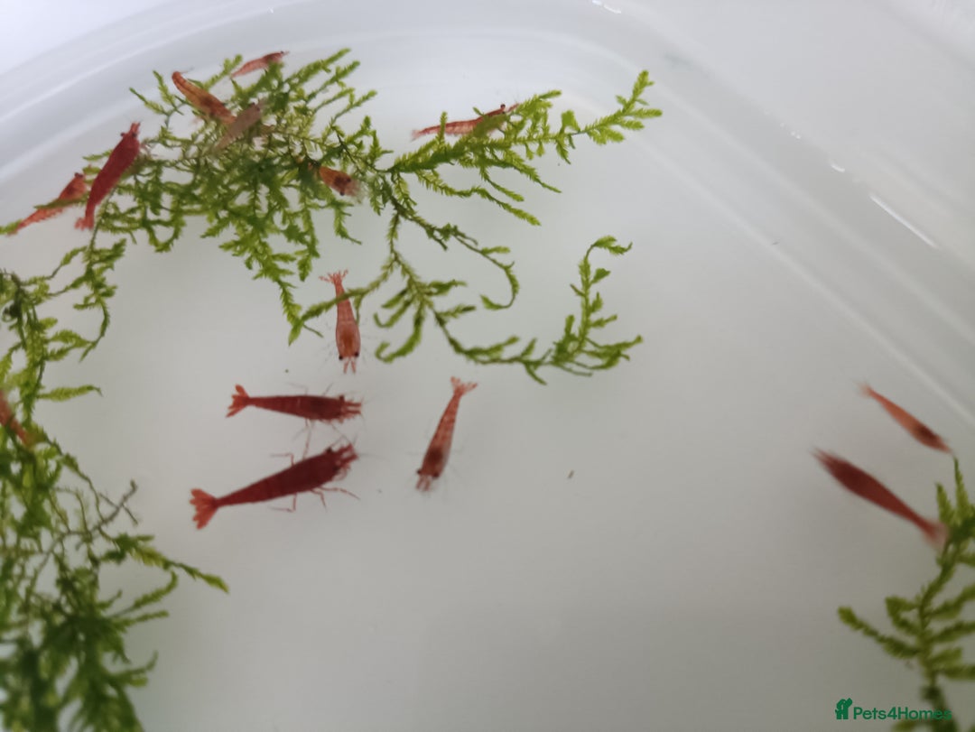 Shrimps fish for sale: Red Cherry Shrimp for sale!! 🦐 - Image 5