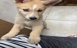 Pomsky dogs for sale: ✨ Adorable Blue-Eyed Pomsky Pups, 11 Weeks Old - Image 19