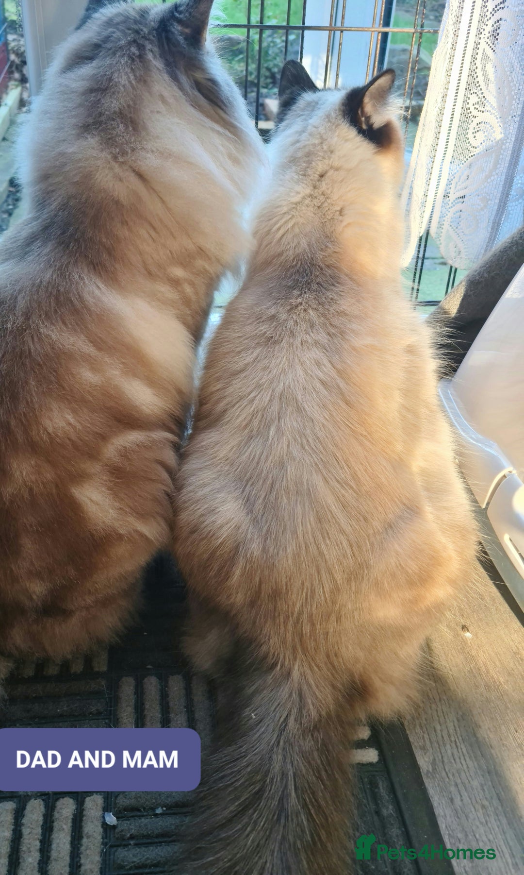 Ragdoll cats for sale: Full Pedigree Ragdoll Kittens, Beautiful, Chunky! - Advert 5