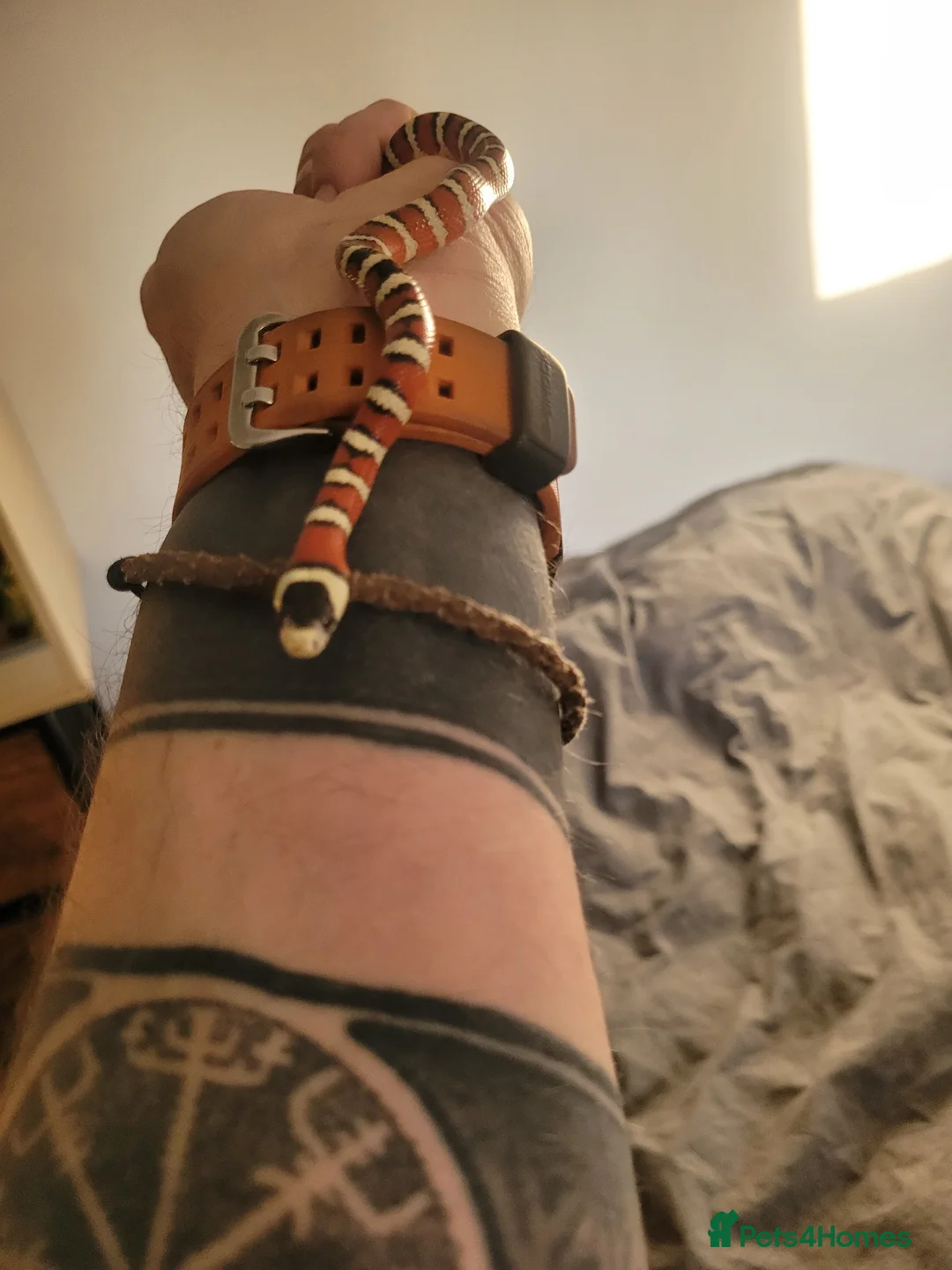 King Snake reptiles for sale: Arizona mountain kingsnake  in Petersfield - Advert 1