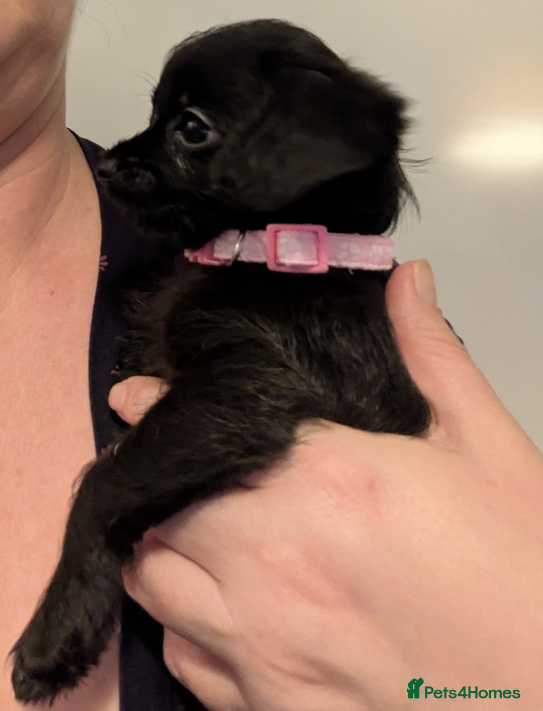 Chipoo dogs for sale: Non shed, health tested  chipoo girl - Advert 5