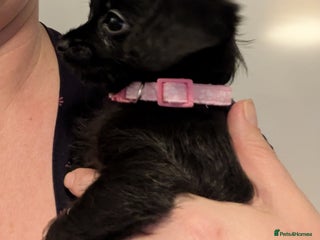 Chipoo dogs Non shed, health tested chipoo girl. - Advert 6