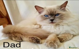 Ragdoll cats for sale: Blue and Pure Blue Mitted Ragdoll Kittens - Image 17