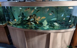 Cichlids fish for sale: Cichlids for sale or swap - Image 1