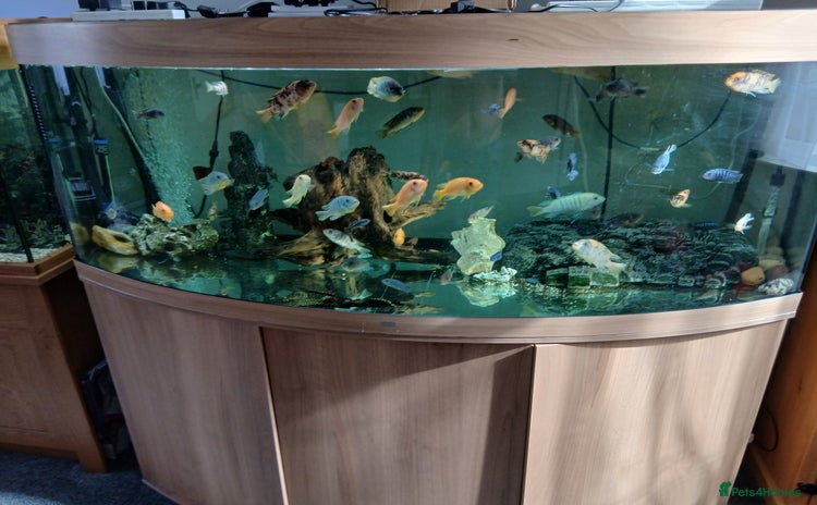 Cichlids fish - Advert 2