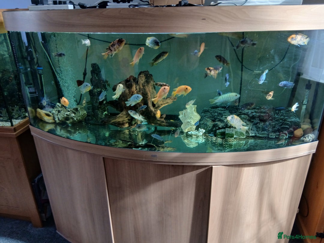 Cichlids fish for sale: Cichlids for sale or swap - Image 1