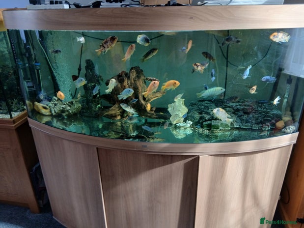 Cichlids fish - Advert 9