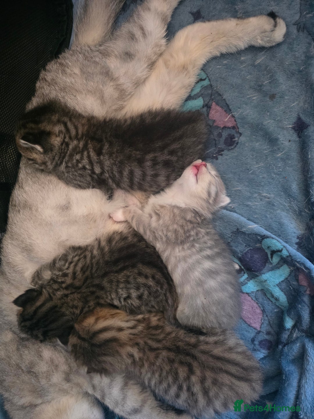 British Shorthair cats for sale: British shorthair x kittens - Image 16