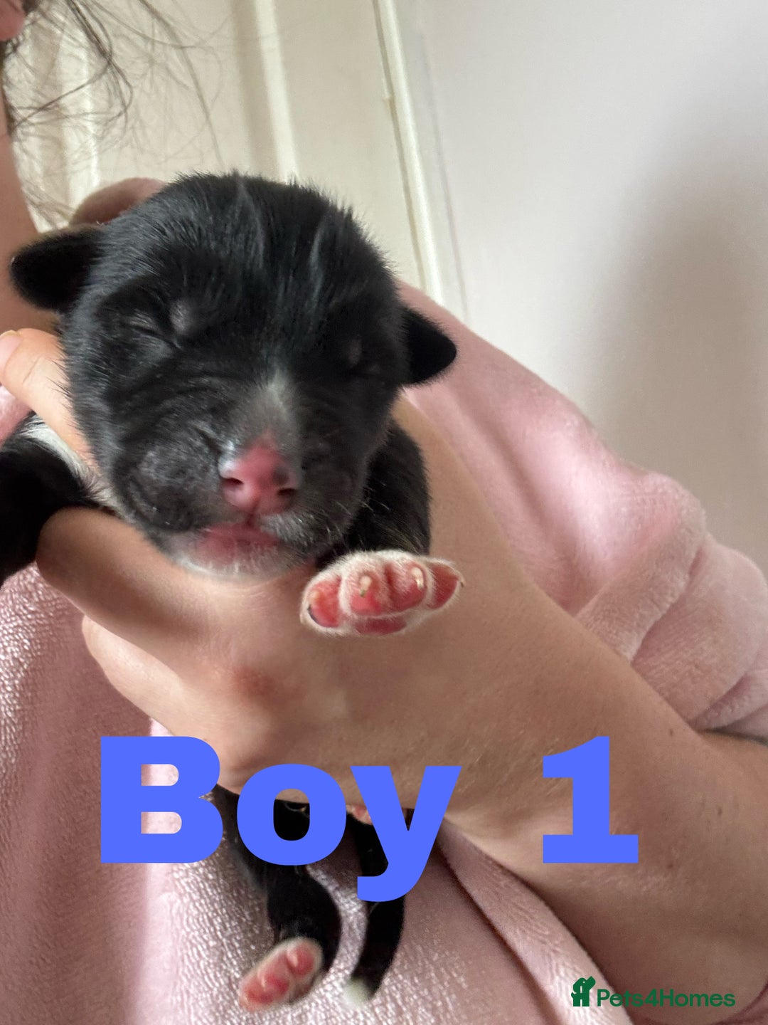 Siberian Husky dogs for sale: 8 beautiful husky puppies - Image 3