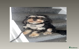Cavapoo dogs for stud: Boy cavapoo  - Image 2