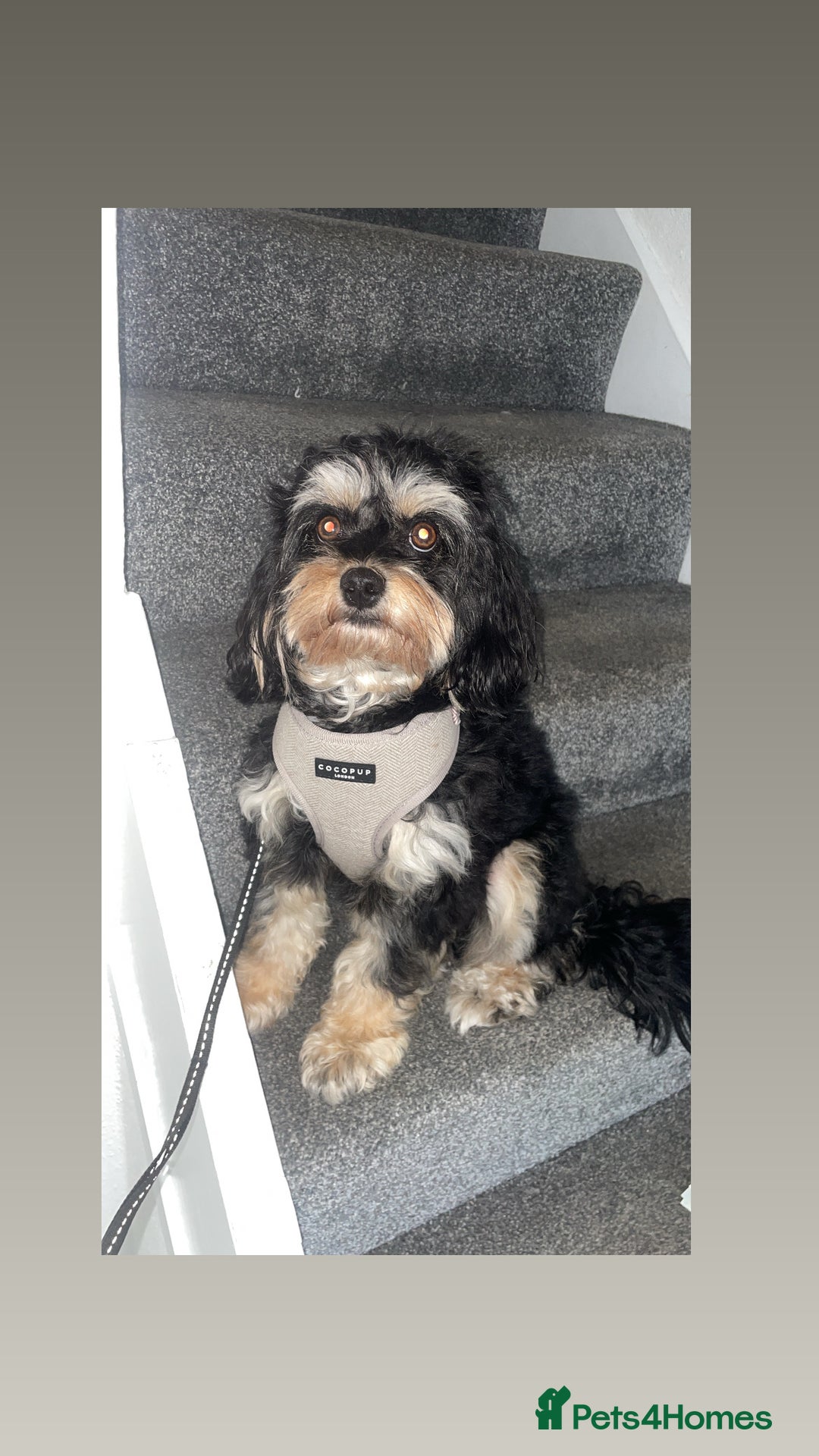 Cavapoo dogs for stud: Boy cavapoo  - Image 2