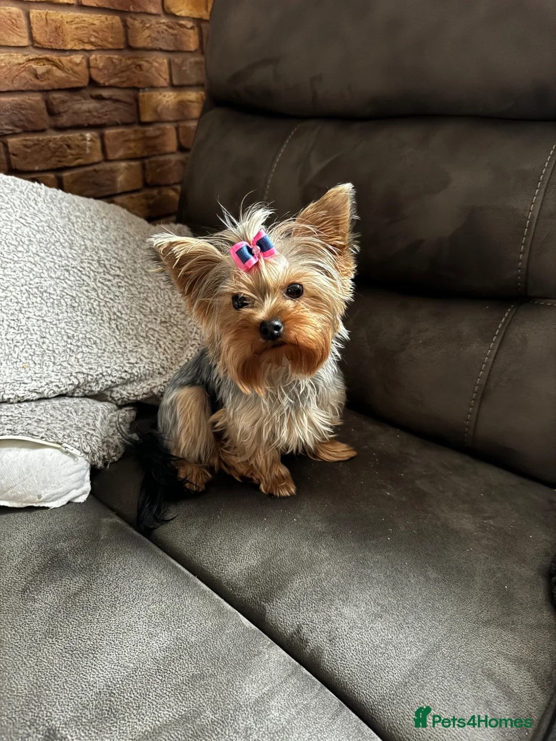 Yorkshire Terrier dogs for sale: Yorkshire terrier female - Advert 2