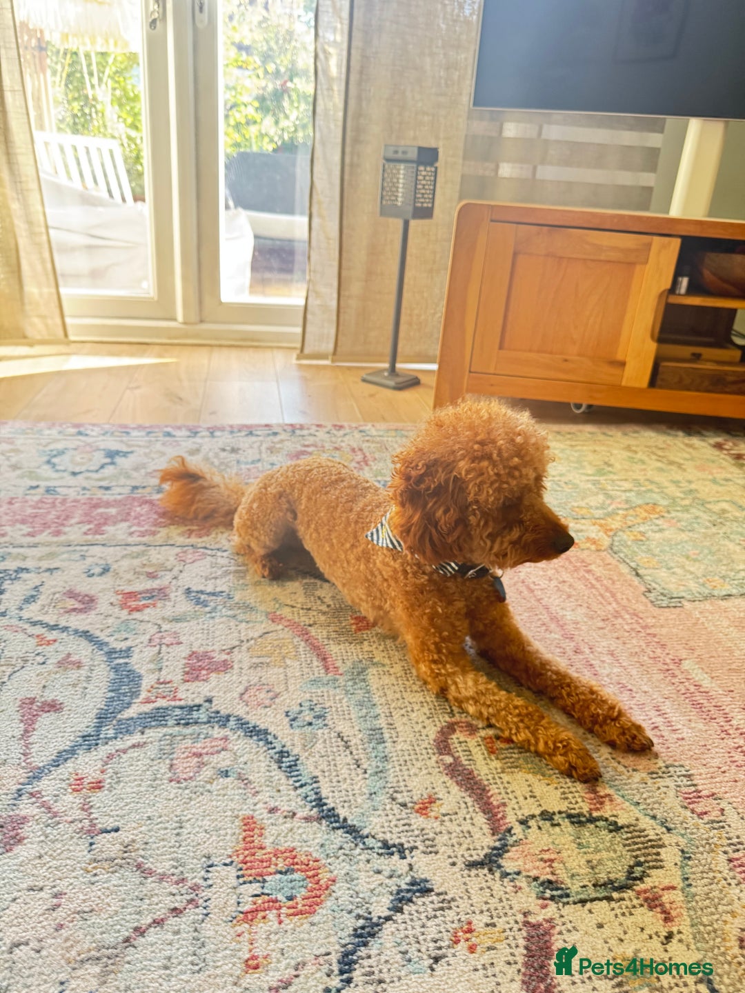 Miniature Poodle dogs for stud: Rufus  - Advert 7