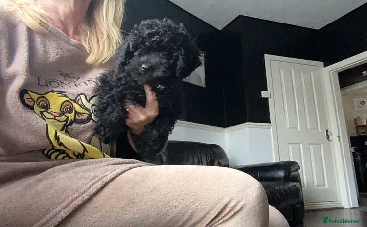 Doxiepoo dogs - Advert 11