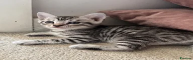 Bengal 2