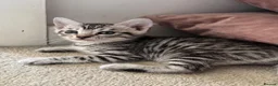 Bengal cats for sale: 🩶 Silver pure bengal kittens 🩶 - Advert 7