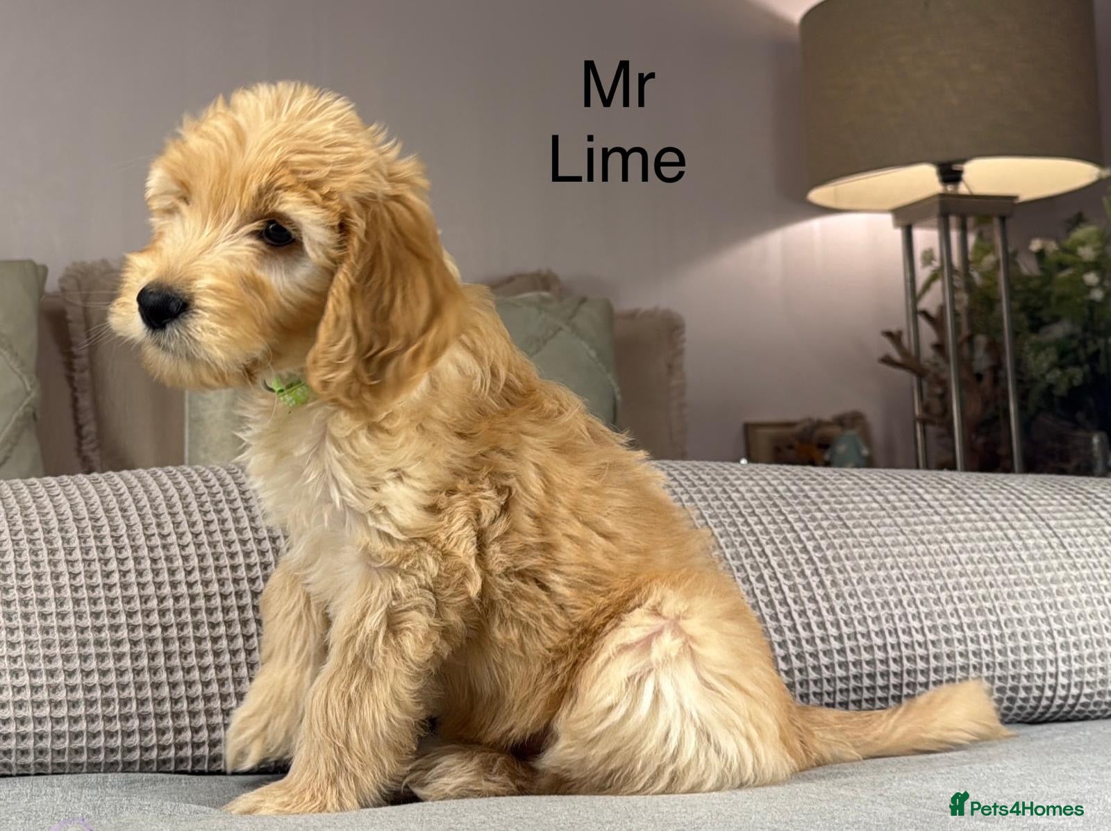 Goldendoodle dogs BEAUTIFUL HEALTHY LOVING PUPPIES  - Advert 1