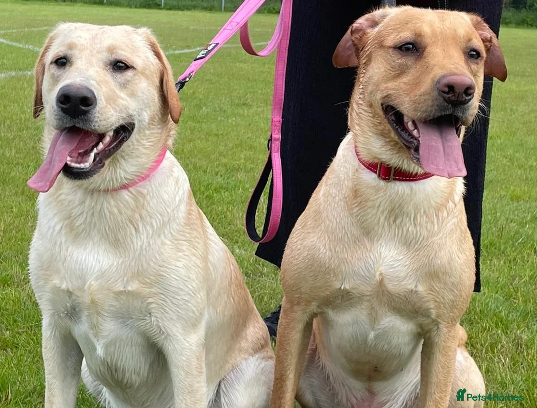 Labrador Retriever dogs for sale: Stunning Labrador puppies in Pentre - Advert 2