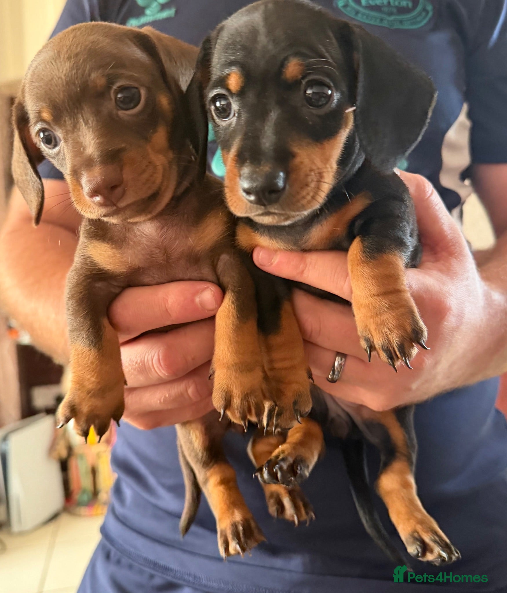 Dachshund dogs Chocolate and Black/Tan Dachshund puppies  - Advert 1