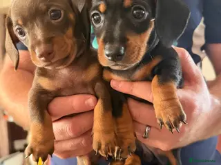 Dachshund dogs Chocolate and Black/Tan Dachshund puppies - Advert 1
