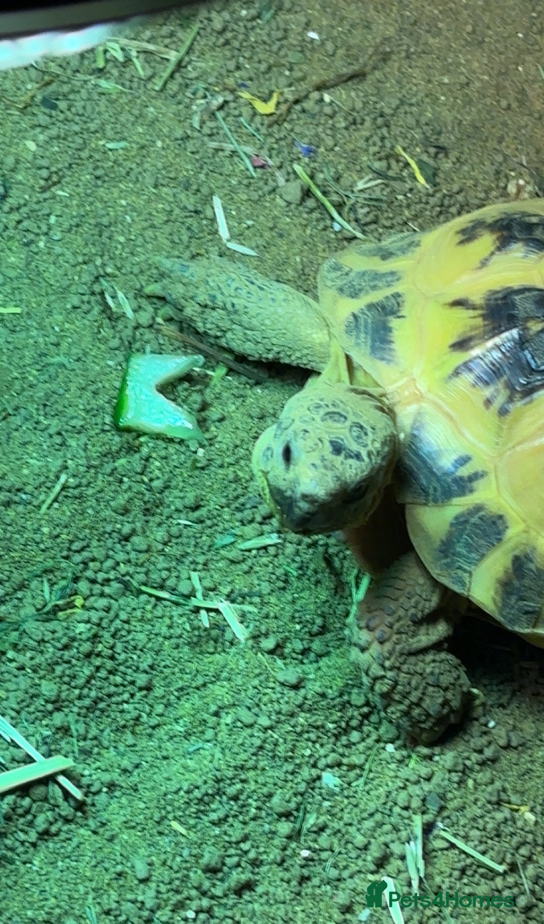 Tortoise reptiles for sale: tortoise + full enclosure - Image 2