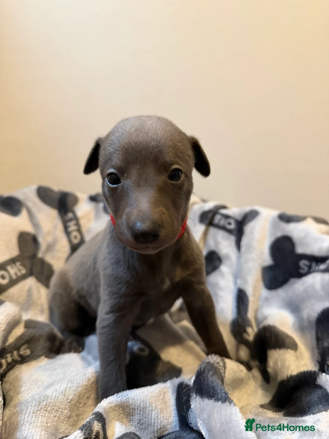 Whippet dogs for sale: Quality KC reg whippet puppies  - Advert 9