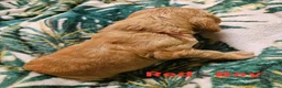 Cocker Spaniel dogs for sale: Stunning show KC Registered Cocker Spaniel pups in Omagh - Advert 13