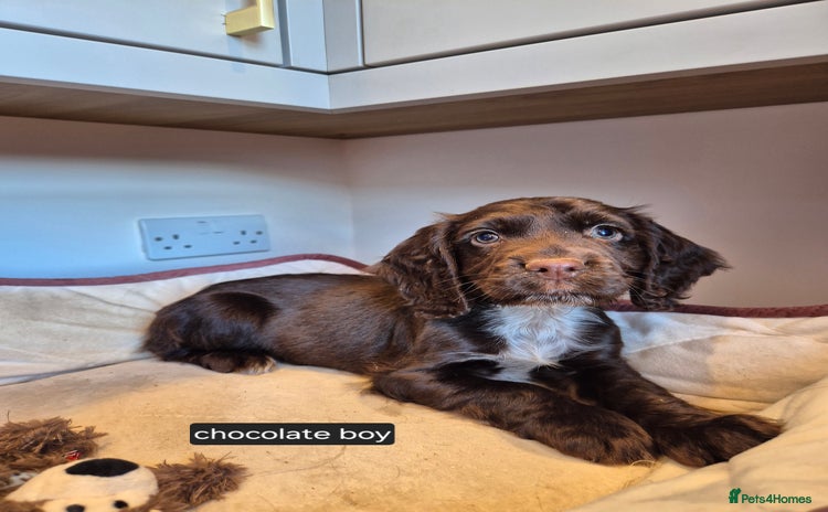 Cocker Spaniel dogs - Advert 11
