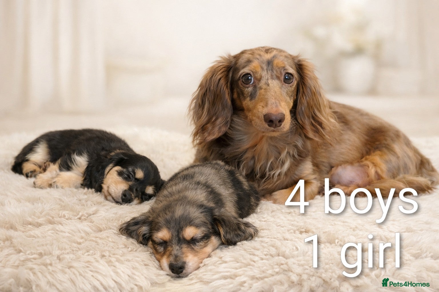 Miniature Dachshund dogs READY BANK HOLIDAY WEEKEND. Stunning longhaired ♥️ - Advert 3