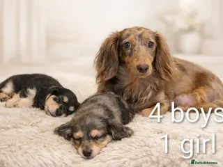 Miniature Dachshund dogs READY BANK HOLIDAY WEEKEND. Stunning longhaired ♥️ - Advert 1