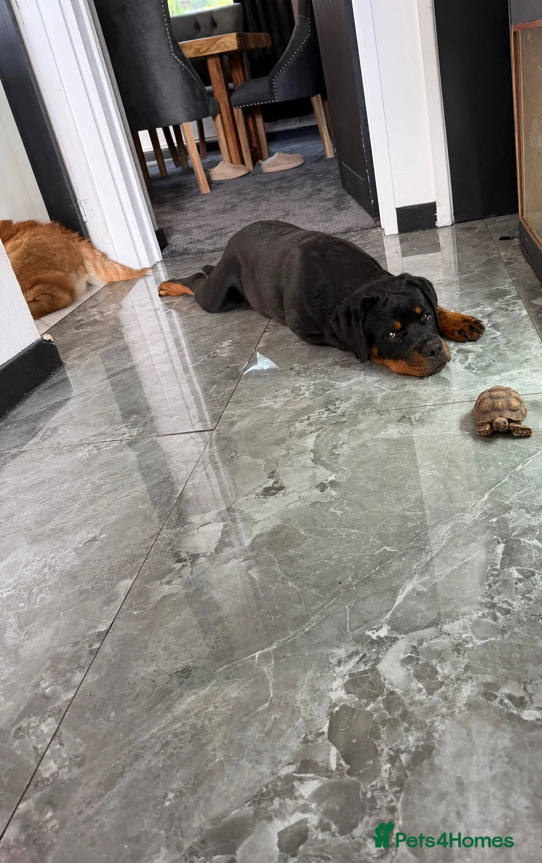 Rottweiler dogs for sale: Gorgeous Rottweiler puppy Nanci - Advert 2